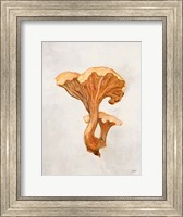 Framed Woodland Mushroom IV
