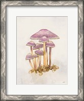 Framed Woodland Mushroom III