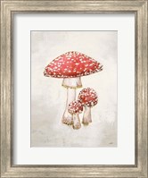 Framed Woodland Mushroom II