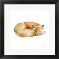 Framed Sleeping Fox on White