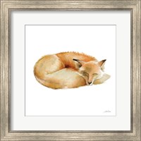 Framed Sleeping Fox on White