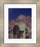Framed Prickly Stars