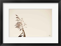 Summer Reeds IV Framed Print