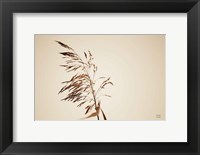 Framed Summer Reeds III