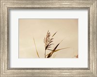 Framed Summer Reeds II