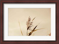 Framed Summer Reeds II