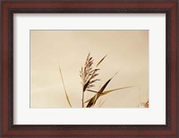 Framed Summer Reeds II