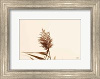 Framed Summer Reeds I