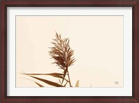 Framed Summer Reeds I