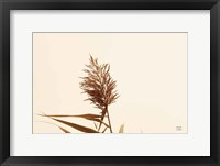 Summer Reeds I Framed Print