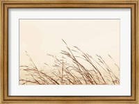 Framed Country Grasses II