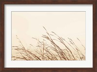 Framed Country Grasses II