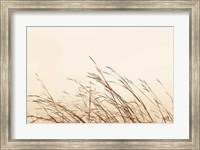 Framed Country Grasses II