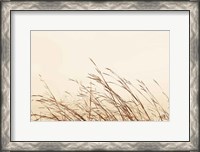 Framed Country Grasses II