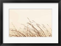 Framed Country Grasses II