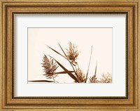 Framed Country Grasses I