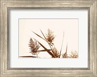 Framed Country Grasses I