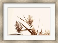 Framed Country Grasses I