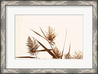 Framed Country Grasses I