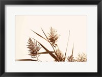 Framed Country Grasses I