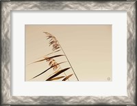 Framed Windswept Grasses