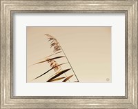 Framed Windswept Grasses