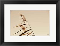 Framed Windswept Grasses