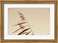 Framed Windswept Grasses