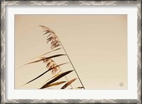 Framed Windswept Grasses