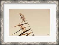 Framed Windswept Grasses