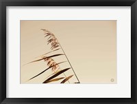 Framed Windswept Grasses