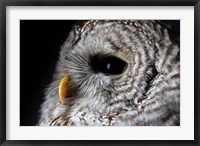 Framed Barred Owl Portrait