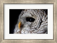 Framed Barred Owl Portrait