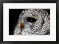 Framed Barred Owl Portrait