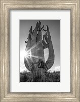 Framed Sunset Saguaro