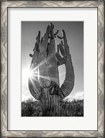 Framed Sunset Saguaro