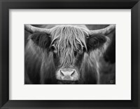 Framed Cow Nose BW