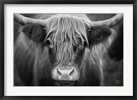 Framed Cow Nose BW