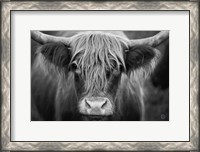 Framed Cow Nose BW