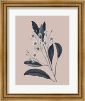 Framed Botanical V on Pink