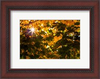 Framed Autumn Sun