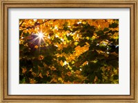 Framed Autumn Sun