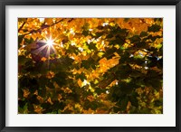 Framed Autumn Sun