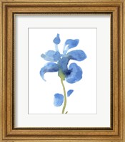 Framed Striking Blue Iris III