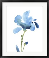 Framed Striking Blue Iris IV