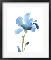 Framed Striking Blue Iris IV