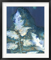 Framed Cyanotype Leaves II