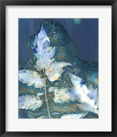 Cyanotype Leaves II Framed Print