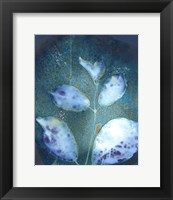 Framed Cyanotype Leaves III