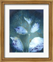 Framed Cyanotype Leaves III